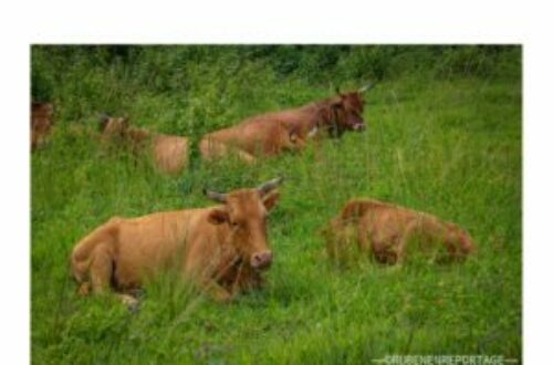 Article : L’élevage des bœufs à Dibaya-Lubwe : une pratique essentielle pour les paysans de la région
