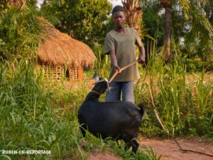 Article : Les chèvres, une part importante de la culture congolaise