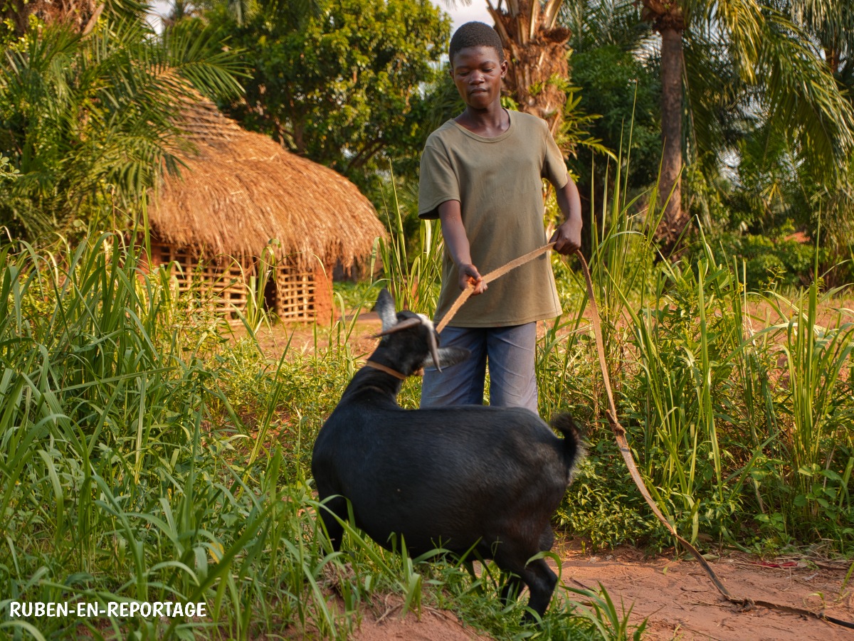 Goats, an important part of Congolese culture Tambour des villages